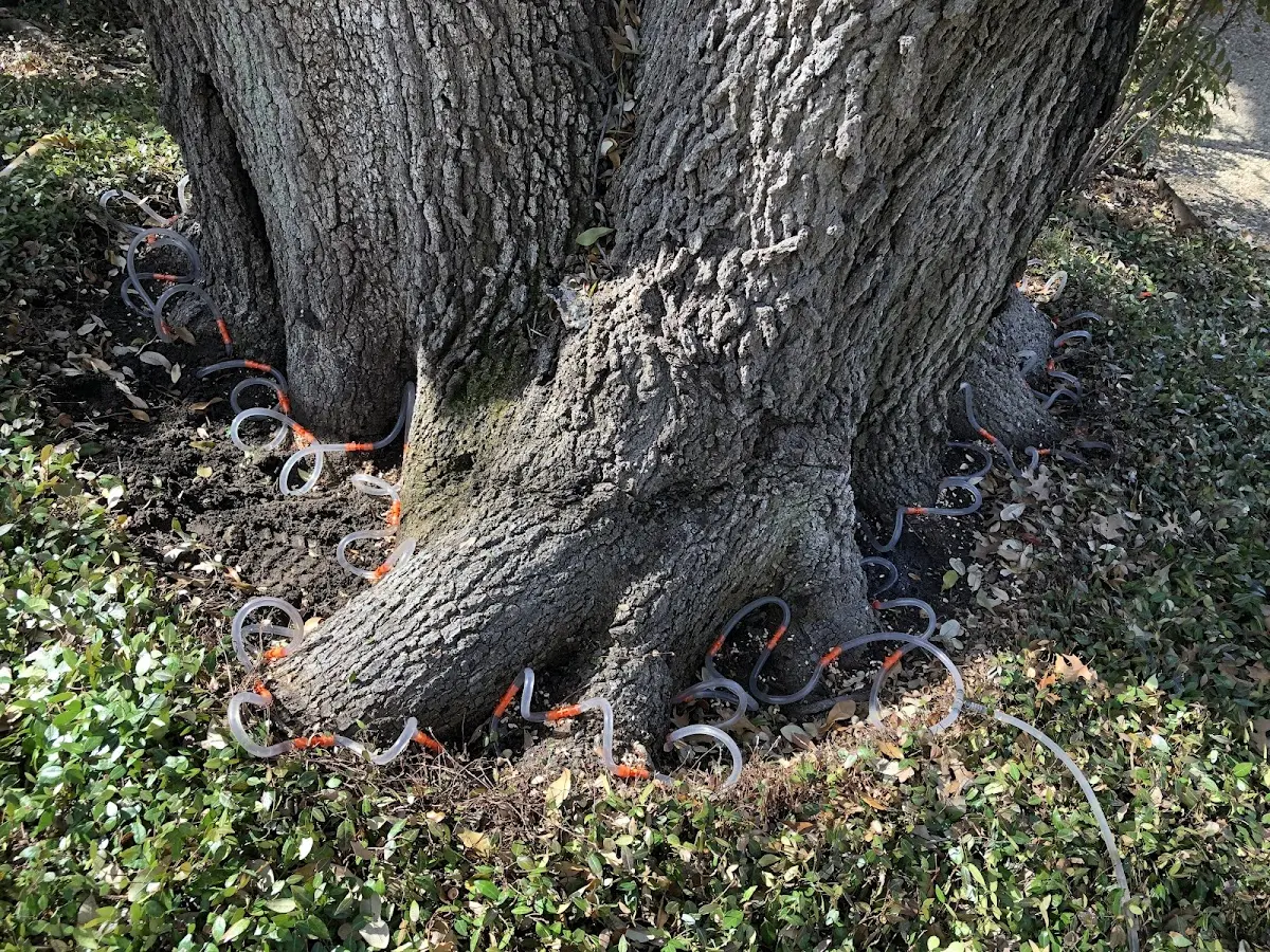 Detailed Tree Cabling and Bracing job site in Golden