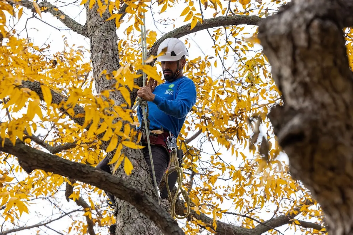 Skilled Tree Pruning crew working in Golden
